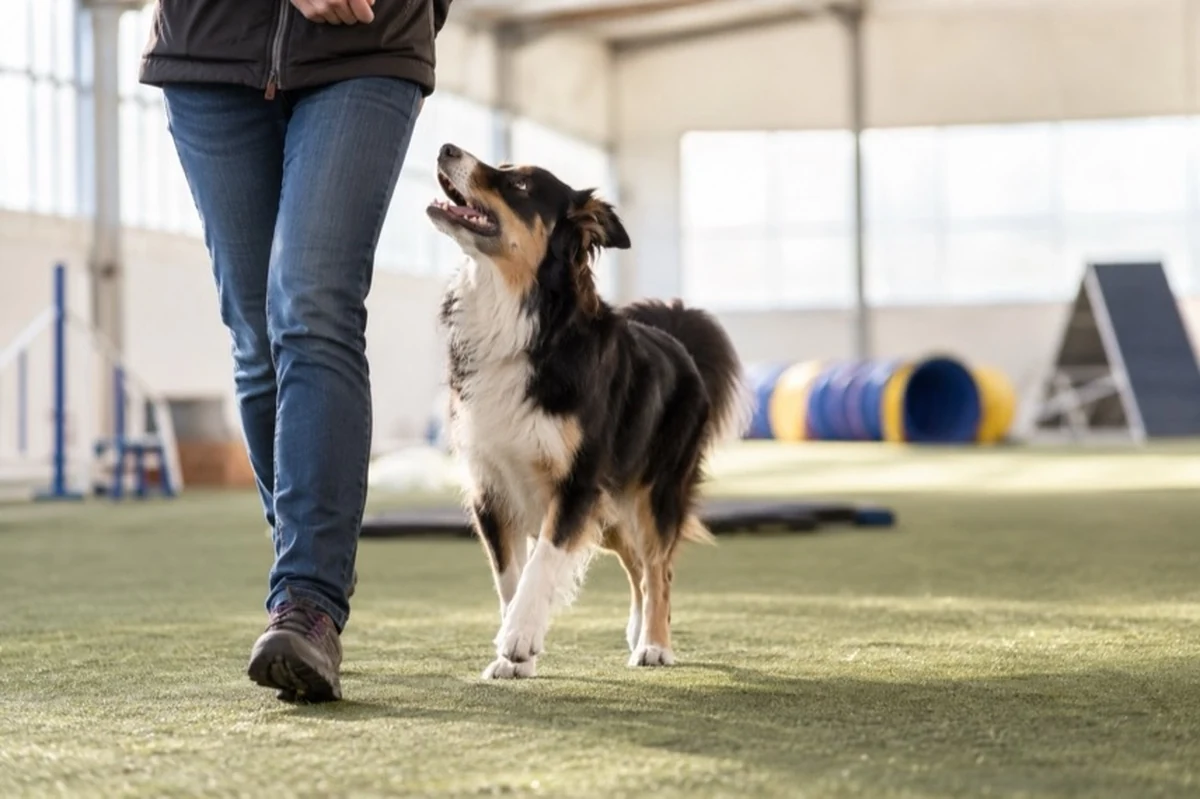 Hund mit Halter in einer neutralen Hundehalle beim wetterunabhängigen Hundetraining im Harz