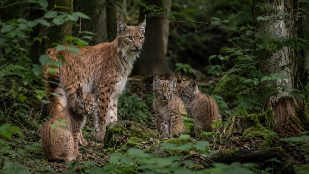 Luchs mit drei Jungtieren im Wald als Motiv zu Luchs-Nachwuchs im Harz