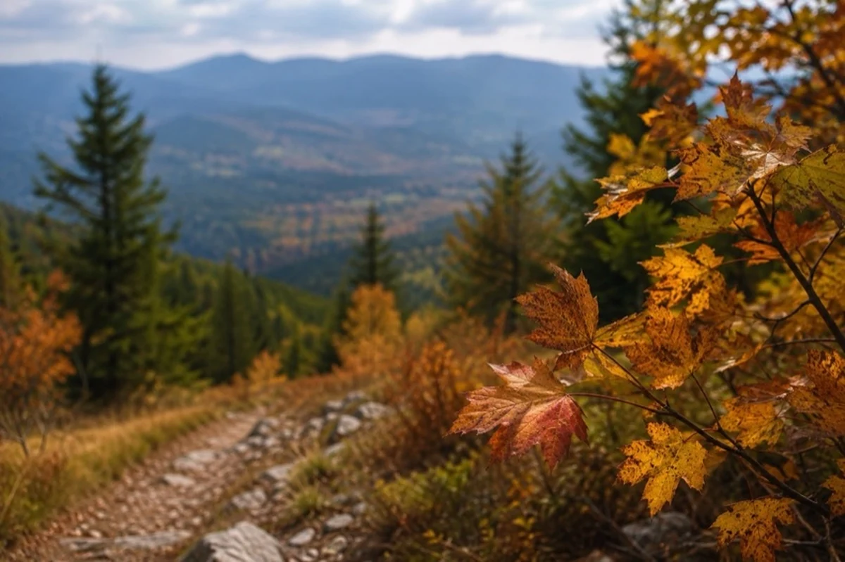 Herbstlicher Wanderweg im Harz durch einen bunt gefärbten Mischwald mit Felsen und Laub.