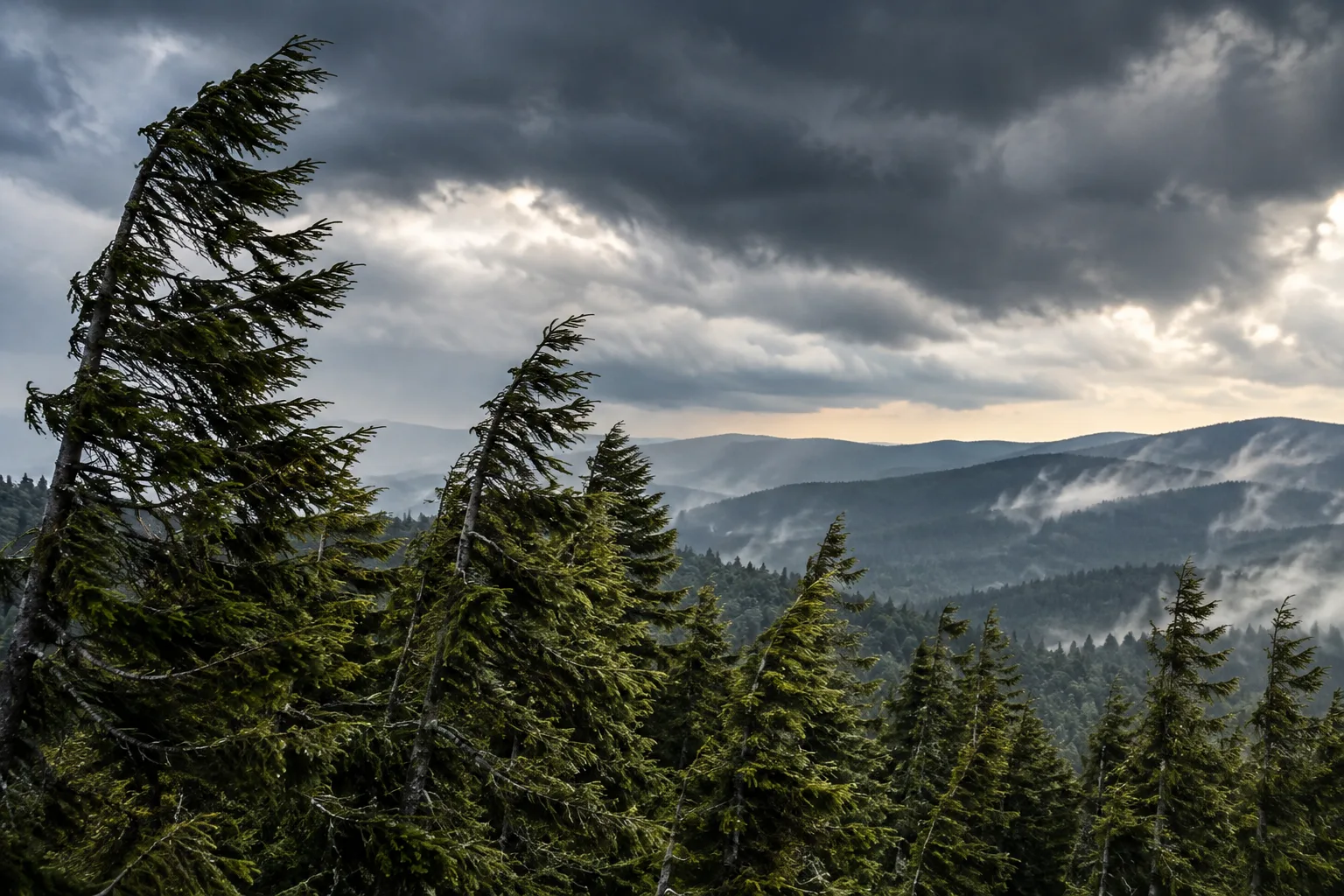 Nadelbäume biegen sich bei starken Windböen unter dunklen Wolken in einer bewaldeten Berglandschaft.