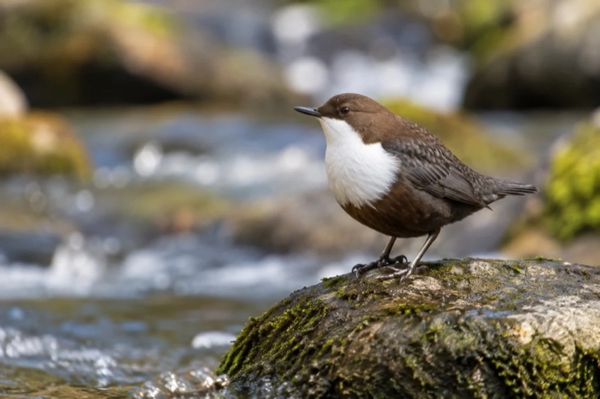 Wasseramsel auf einem Stein an einem naturnahen Bach als Motiv zur Wahl zum Vogel des Jahres 2027 im Harz