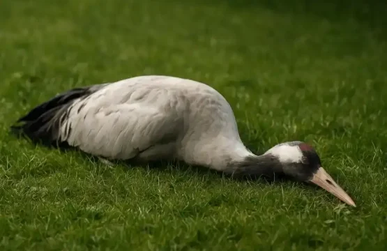 Ein toter Kranich liegt auf einer grünen Wiese, aufgenommen bei natürlichem Tageslicht.