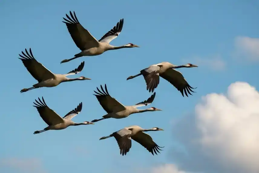 Sechs Kraniche fliegen in Formation vor blauem Himmel mit leichten Wolken.