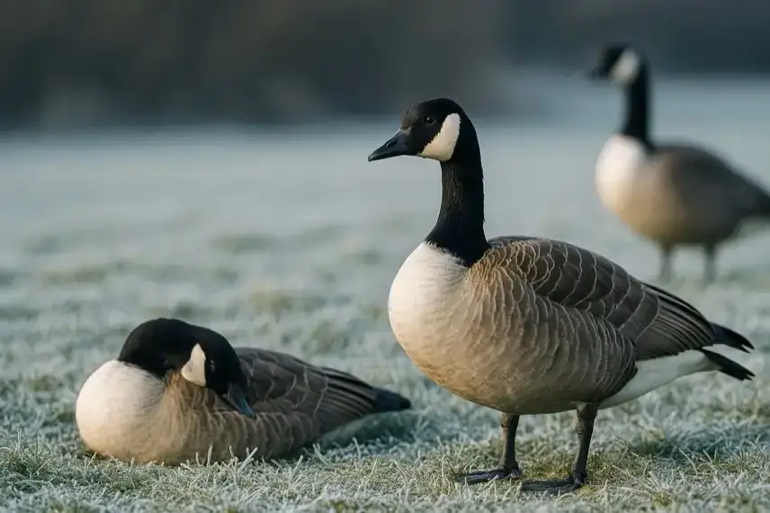 Fotorealistische Aufnahme eines toten Vogels auf frostigem Boden vor einem Absperrbereich mit Warnschild.
