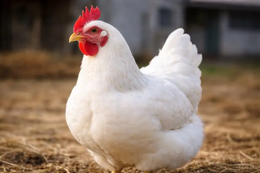 Gesundes weißes Huhn mit rotem Kamm steht im Freien auf Strohboden, natürliche Umgebung, scharfe Details, ruhiger Hintergrund